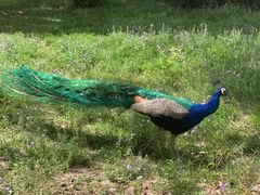 -北京麋鹿生态实验中心