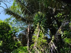 -七仙岭温泉国家森林公园