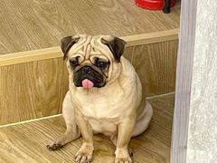 -和它·交个朋友·狗咖猫咖(爱琴海店)