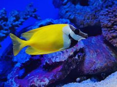 -上海海洋水族馆