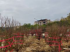 -南国桃园旅游度假区