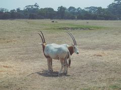 -威勒比开放式动物园