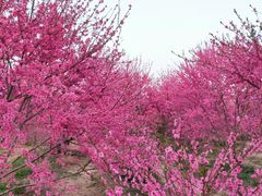 -秦岭风景区