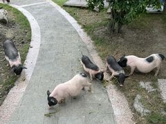 -洪湖家庭农场·团建·露营·会议