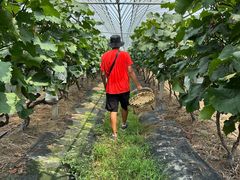 -马陆小张葡萄园农家乐