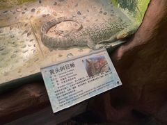 -上海大自然野生昆虫馆(东方明珠·爬宠昆虫探索中心)