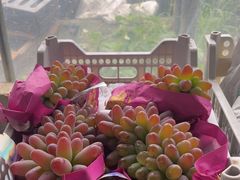 -马陆小张葡萄园农家乐