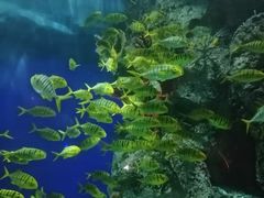 -芜湖新华联大白鲸海洋公园