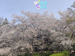 -嘉定紫藤园