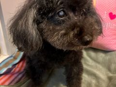 -PETKIT 小佩宠物·德文赛凯猫舍