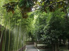 -陈家山荷花公园