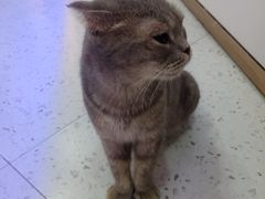 -喵园·猫主题咖啡厅·撸猫·猫咖(国贸店)