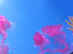 -海合安天津极地海洋公园