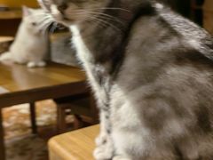 -猫猫幼稚园·撸猫·桌游·电玩
