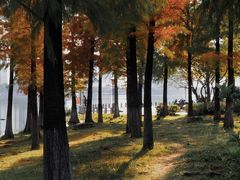 -飞来湖湿地公园