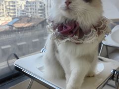 -怪兽屋·羊驼·猫咖·狗咖(俊华广场店)