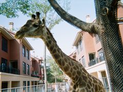 -灵玲国际马戏城