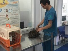 -瑞派·关忠动物医院·异宠专科·犬猫肿瘤·皮肤专科(望京店)