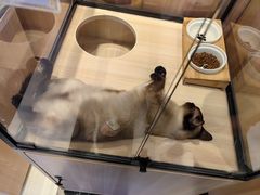 -袖虎·猫馆(体育西路店)