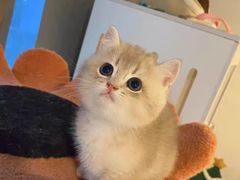 -欣宠猫屋·矮脚拿破仑·蓝金金渐层