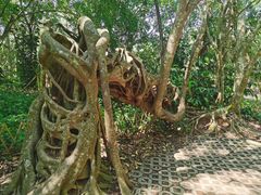 -中国科学院西双版纳热带植物园