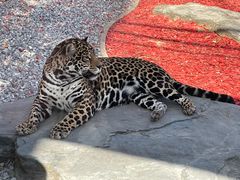 -北京野生动物园