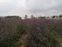 -光明小镇欢乐田园