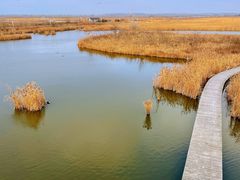 -盐城丹顶鹤湿地生态旅游区