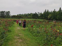 -杭州湾海上花田景区