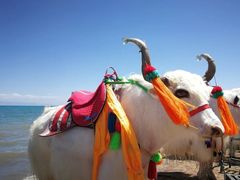 -青海湖国家重点风景名胜区