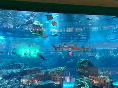 -迪拜水族馆及水下动物园