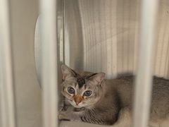 -瑞派康怡24h宠物医院·犬猫医疗中心·微创绝育(瑞景分院)