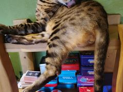 -猫猫幼稚园·撸猫·桌游·电玩
