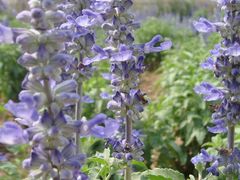 -紫海香堤香草艺术庄园
