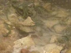 -灶连灶秘制地锅鸡柴鸡(银通路店)