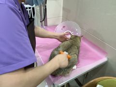 -北京观赏动物医院·24小时大型综合·猫专科·异宠专科