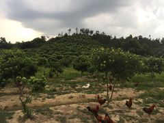 -凤凰谷天澜度假酒店云天阁自助餐