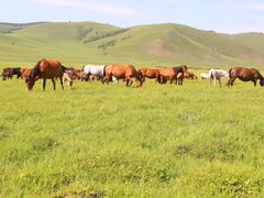 -塞罕坝国家级自然保护区