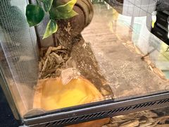 -酷以爬仙阁实体爬宠店·守宫·蜥蜴·专业繁育