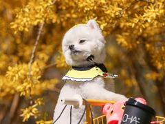 -超宠爱宠物摄影-Super pet