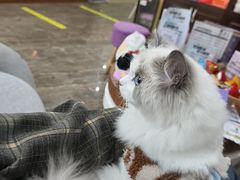 -宠爱国际动物医院·消化内科·心肾内科·ISFM猫友好(望京店)