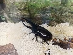 -上海大自然野生昆虫馆(东方明珠·爬宠昆虫探索中心)