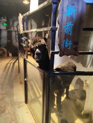 -酷嗒动物文化乐园(cutezoo西溪乐天城店)