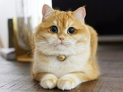 -百信宠物医院(东升街店)