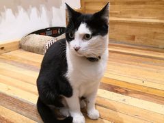 -猫的天空之城概念书店(杭州南宋御街店)