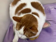 -瑞鹏宠物医院·宠保定点·心脏科·内科(御桥分院)