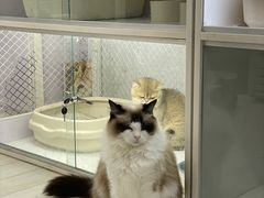 -喵的天空名猫咖啡馆·撸猫·猫舍·用品