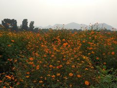 -北京东方普罗旺斯薰衣草庄园