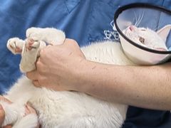 -安安宠医·臻爱宠物医院·宠保定点(营门口路分院)