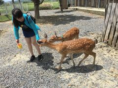 -鹿境梅花鹿生态园区